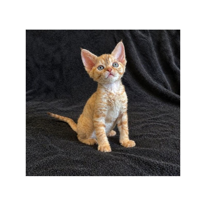 Devon Rex Alva Bonya