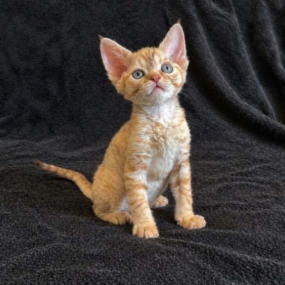 Devon Rex Alva Bonya