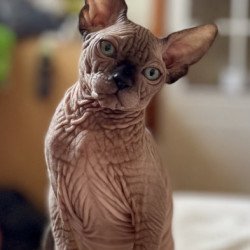 Sphynx Alva Mercedes