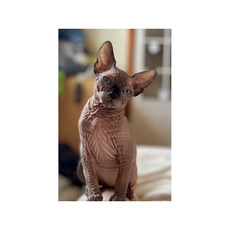 Sphynx Alva Mercedes