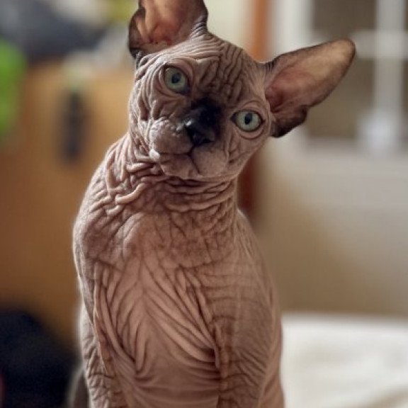 Sphynx Alva Mercedes