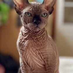 Sphynx Alva Mercedes