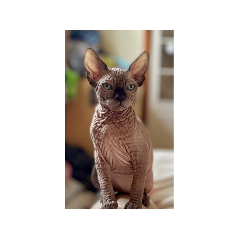 Sphynx Alva Mercedes