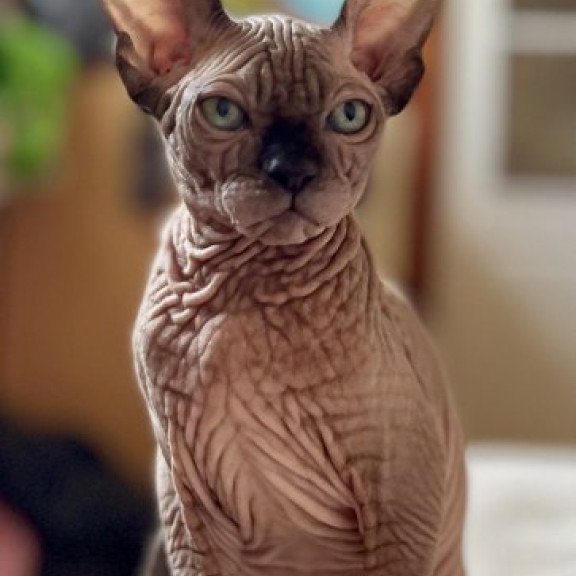Sphynx Alva Mercedes