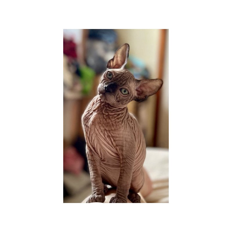 Sphynx Alva Mercedes