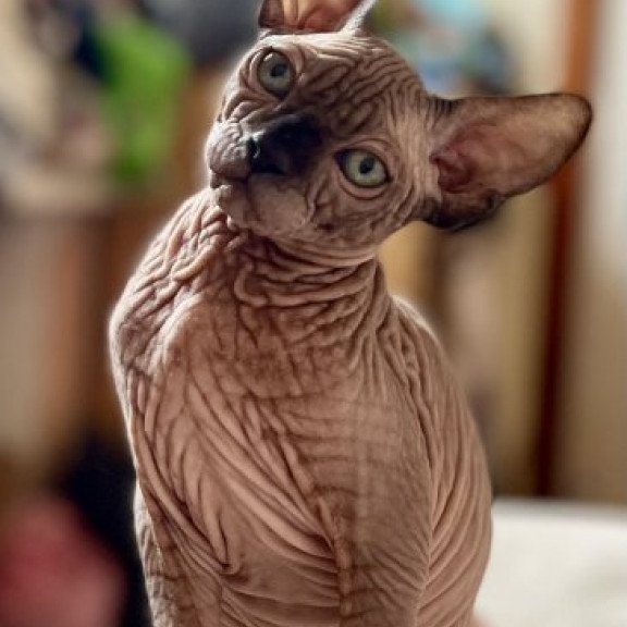 Sphynx Alva Mercedes