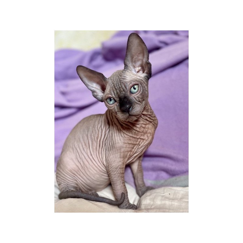 Sphynx Alva Mercedes