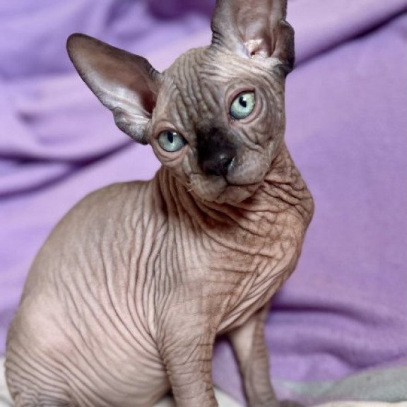 Sphynx Alva Mercedes