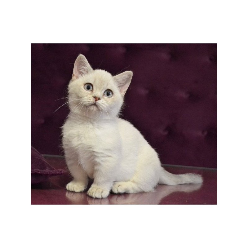 Munchkin Alva Rafaela