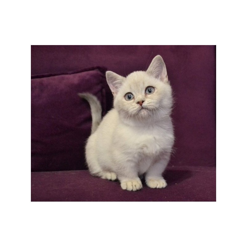 Munchkin Alva Rafaela