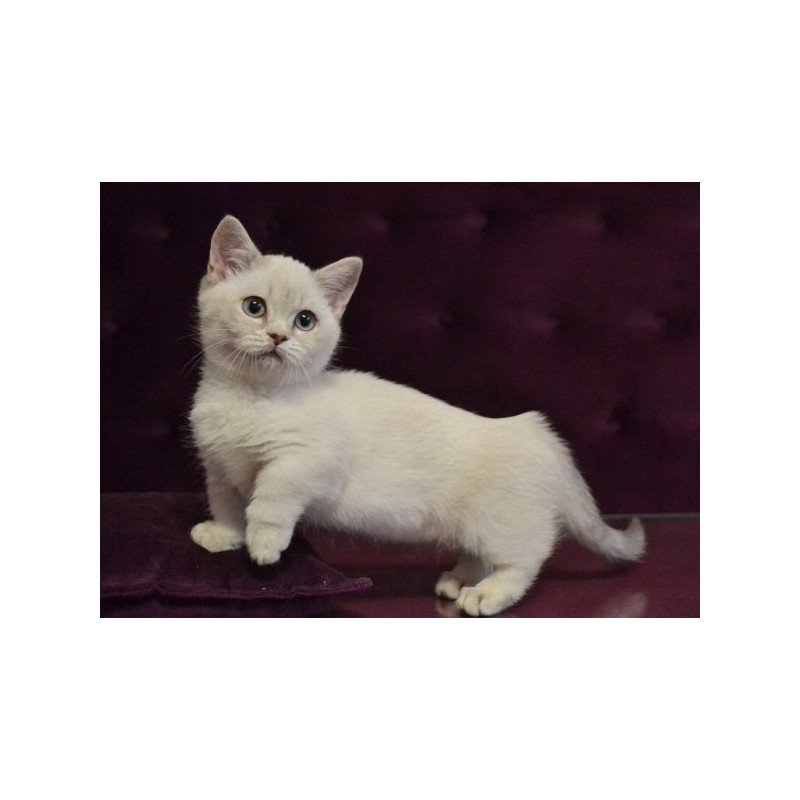 Munchkin Alva Rafaela