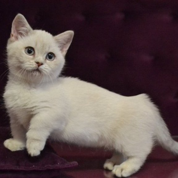 Munchkin Alva Rafaela