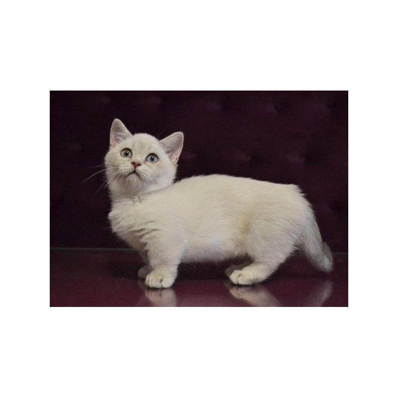 Munchkin Alva Rafaela