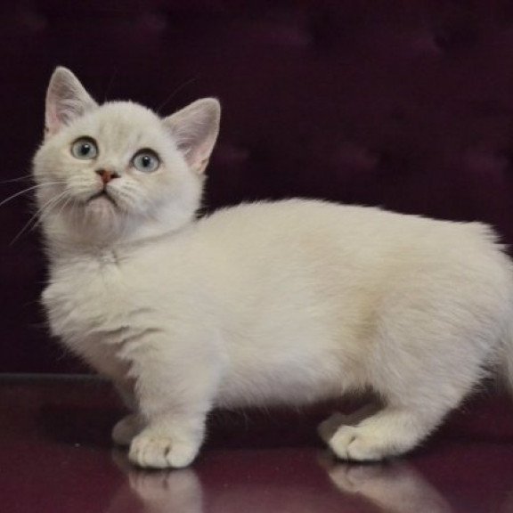 Munchkin Alva Rafaela
