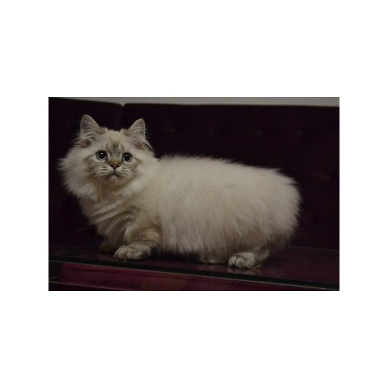 Munchkin Alva Winston
