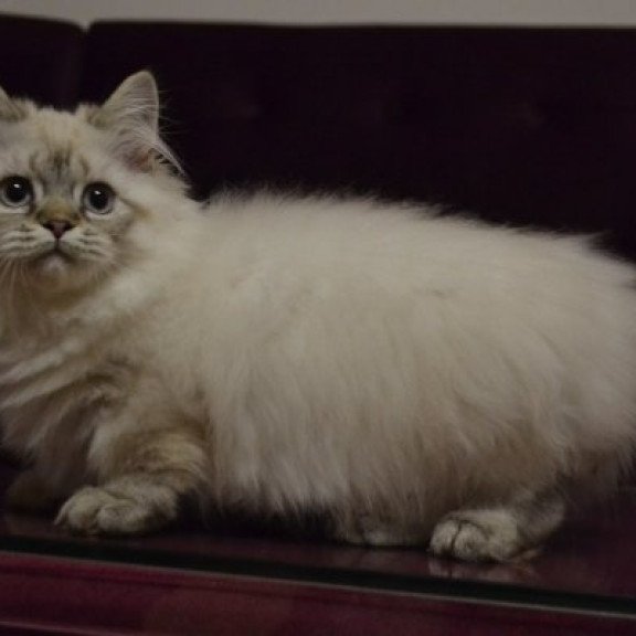 Munchkin Alva Winston