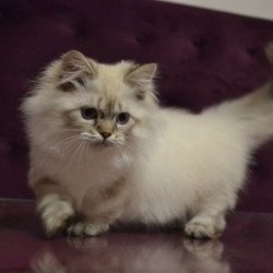 Munchkin Alva Winston