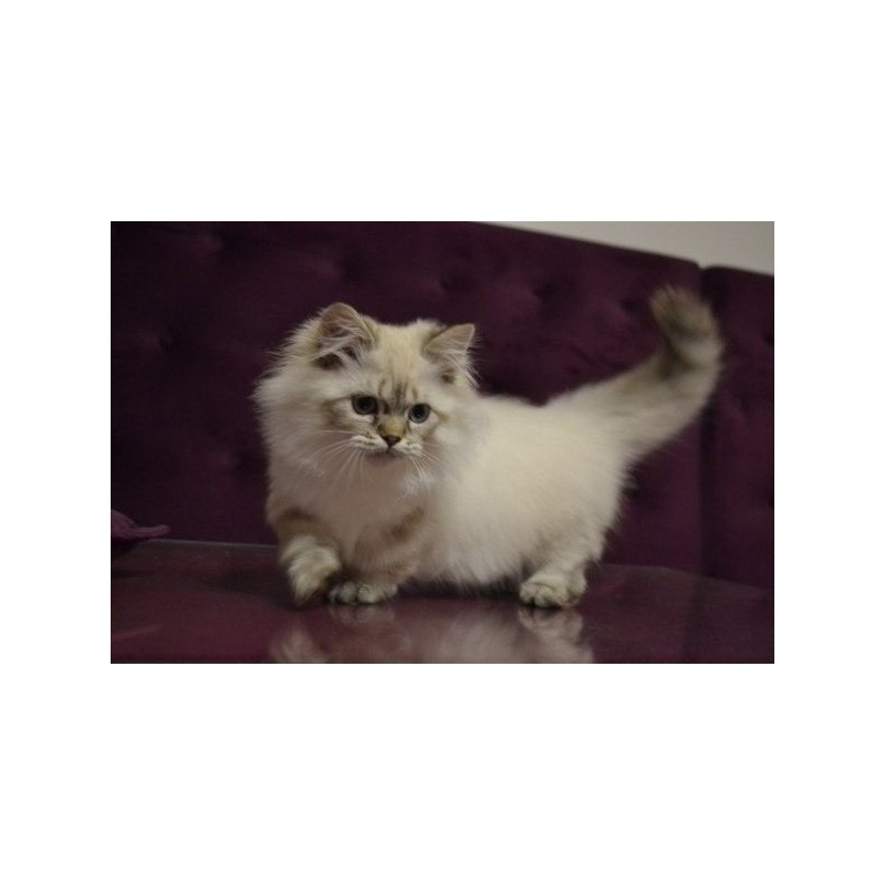 Munchkin Alva Winston