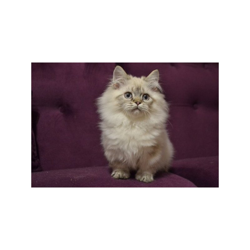 Munchkin Alva Winston
