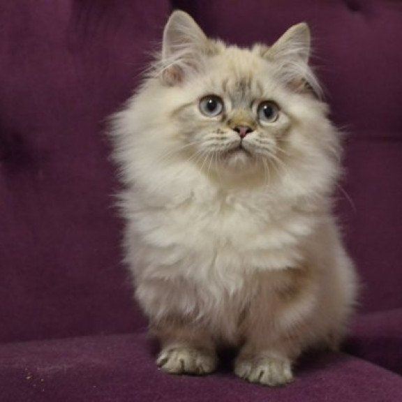 Munchkin Alva Winston