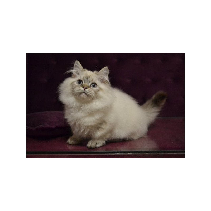 Munchkin Alva Winston