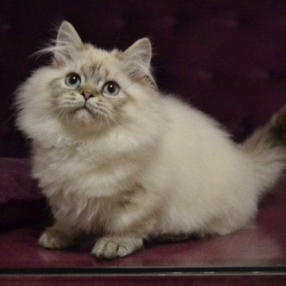 Munchkin Alva Winston