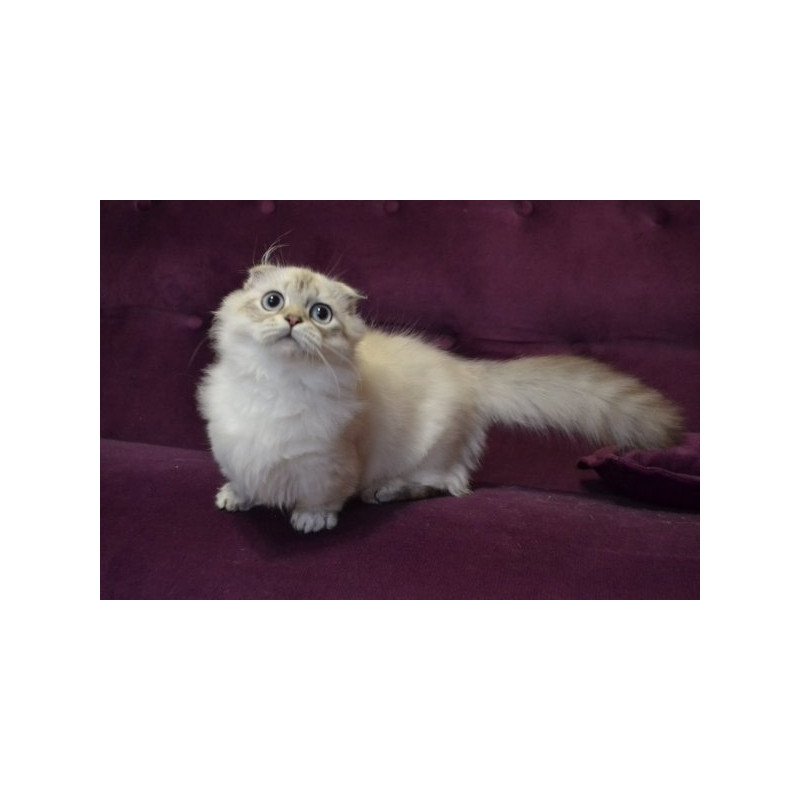 Munchkin Alva Wilyam