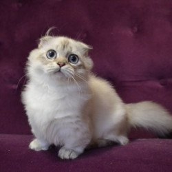Munchkin Alva Wilyam