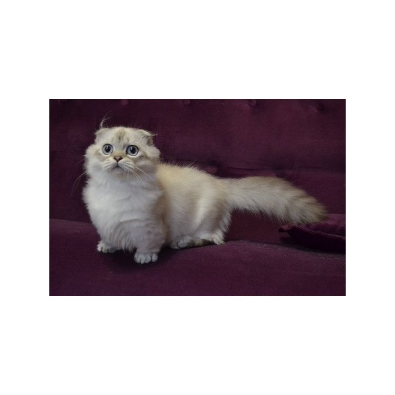 Munchkin Alva Wilyam