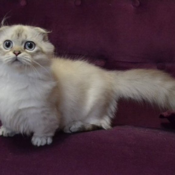 Munchkin Alva Wilyam