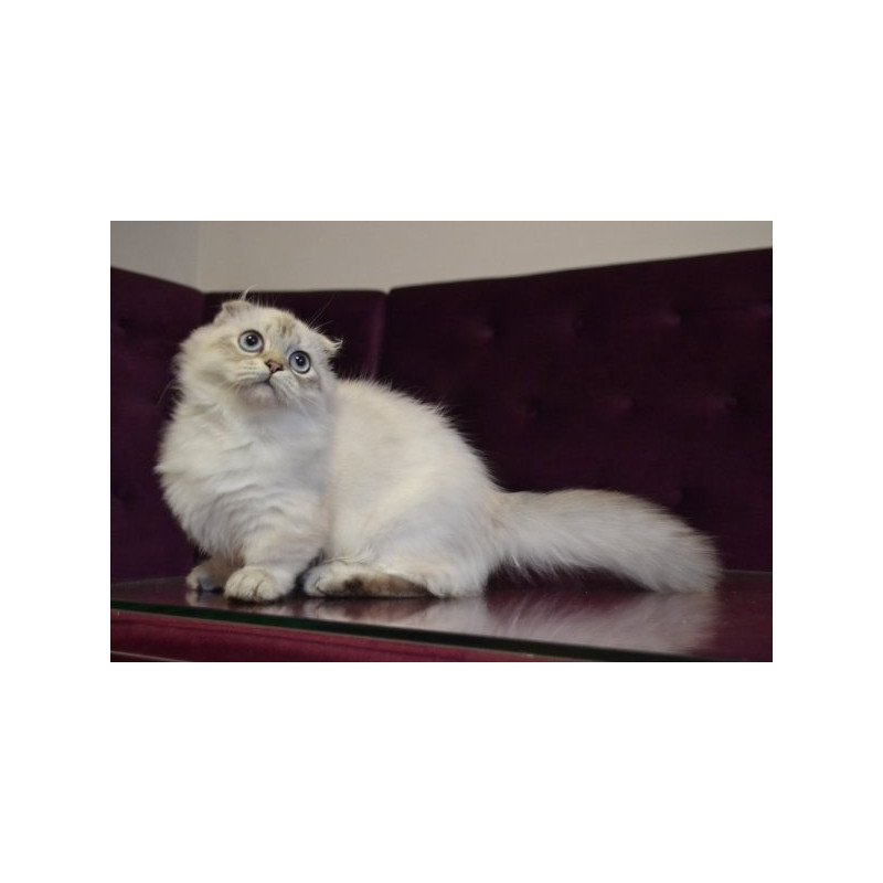 Munchkin Alva Wilyam