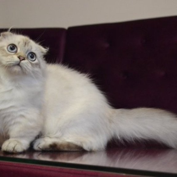 Munchkin Alva Wilyam