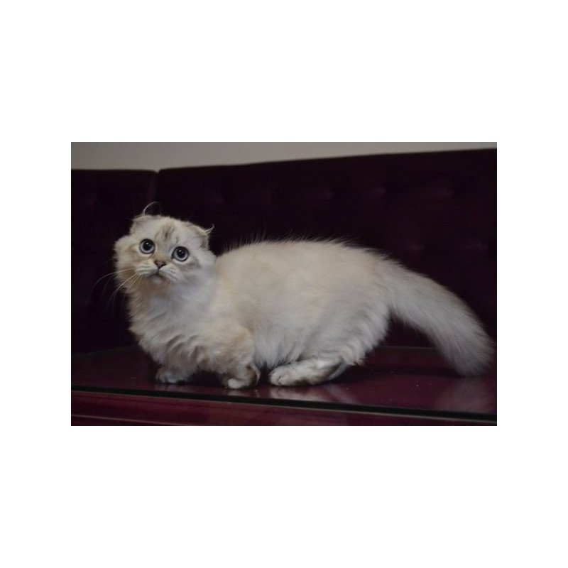 Munchkin Alva Wilyam