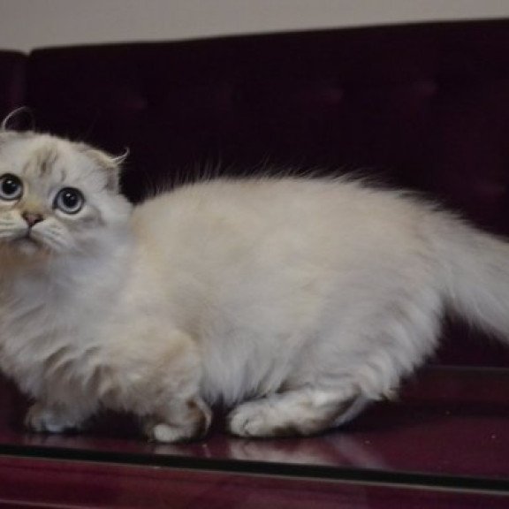 Munchkin Alva Wilyam