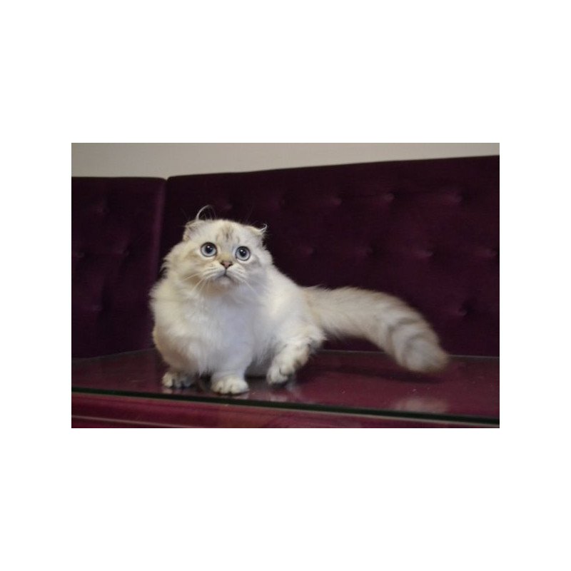 Munchkin Alva Wilyam