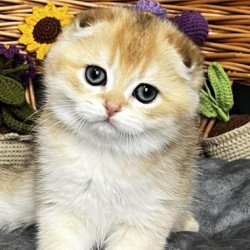 Kitti Scottish