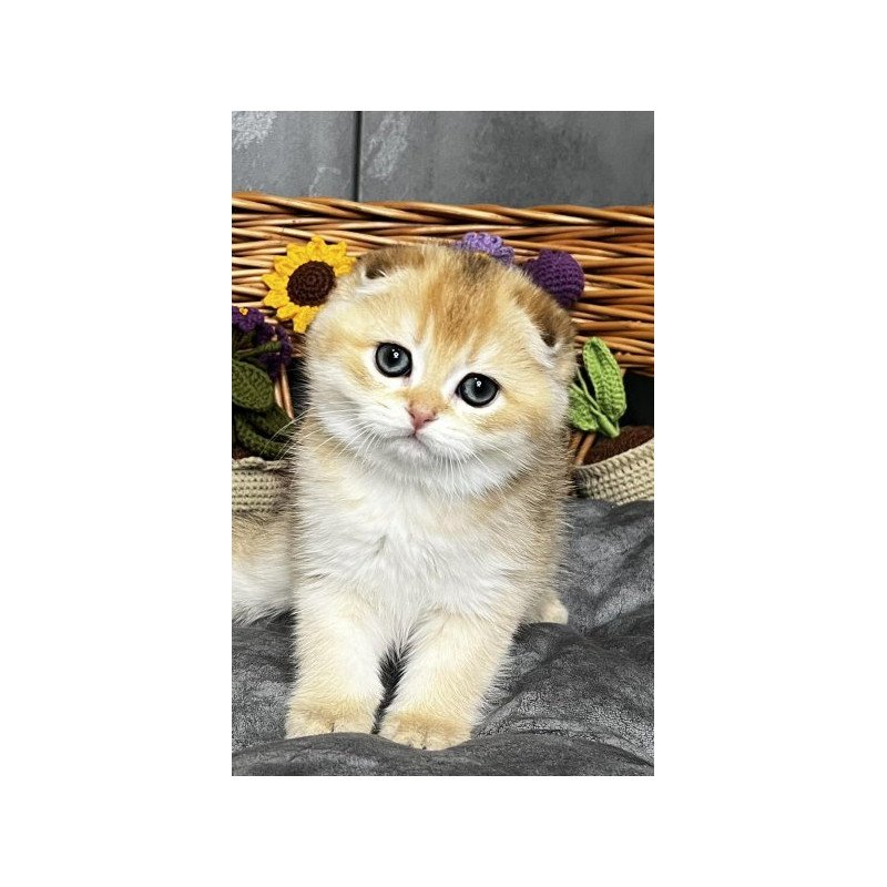 Kitti Scottish