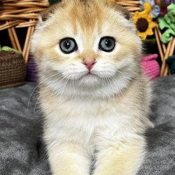 Kitti Scottish