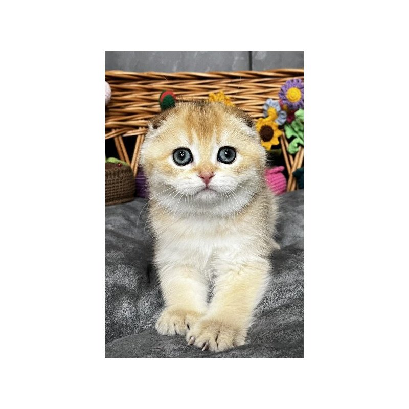 Kitti Scottish