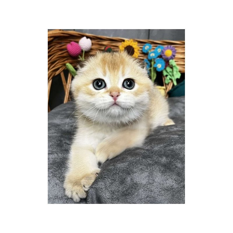 Kitti Scottish
