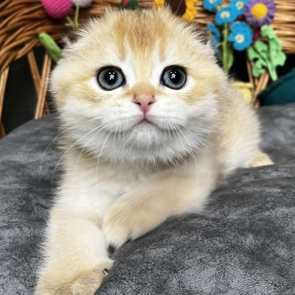 Kitti Scottish