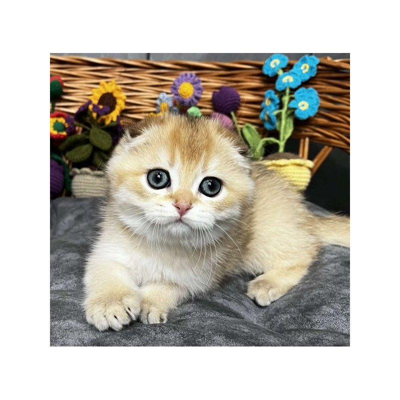Kitti Scottish