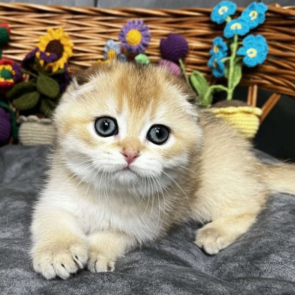 Kitti Scottish