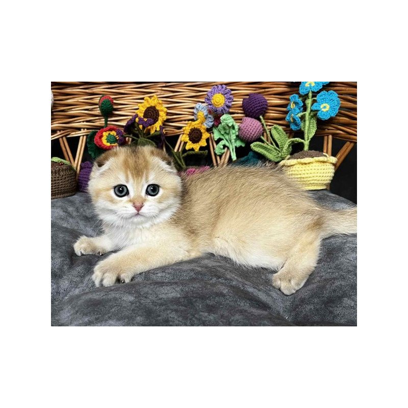 Kitti Scottish
