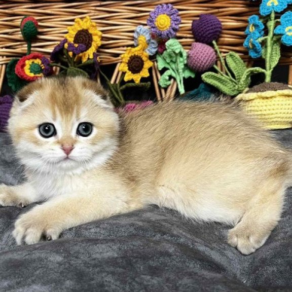 Kitti Scottish