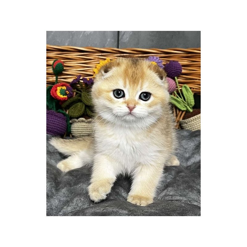 Kitti Scottish