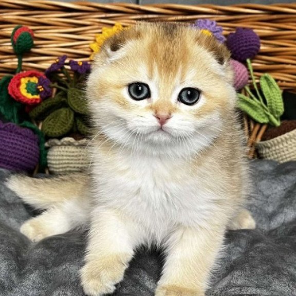 Kitti Scottish