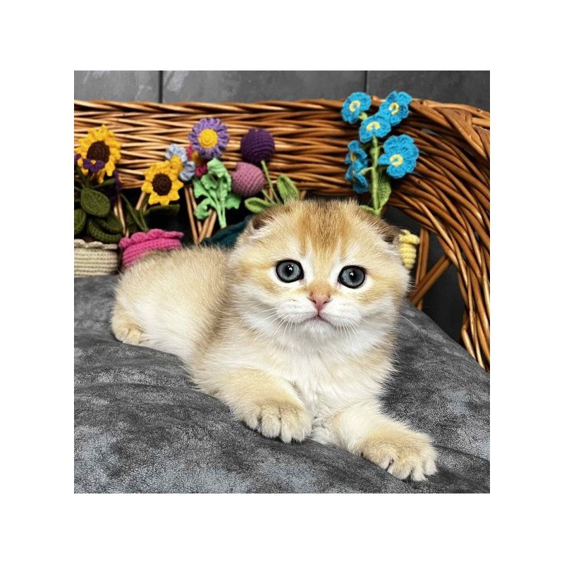 Kitti Scottish
