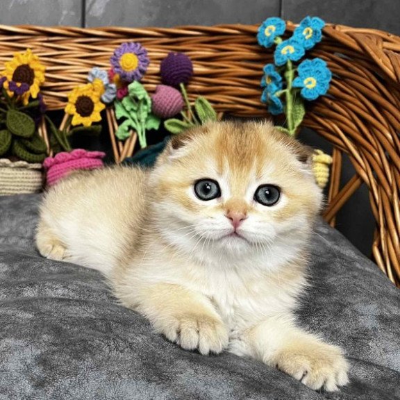 Kitti Scottish
