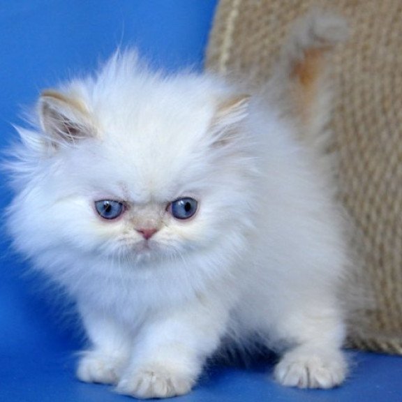 Persian Alva Boston